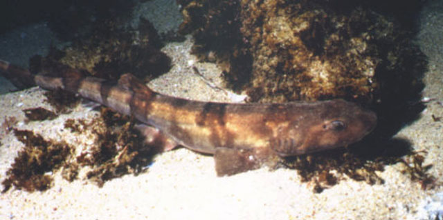 白斑宽瓣鲨(Haploblepharus pictus)