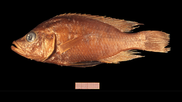 锐缘朴丽鱼(Haplochromis acidens)