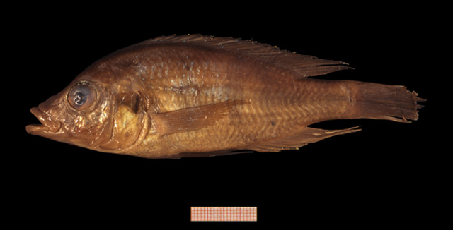 怪头朴丽鱼(Haplochromis aelocephalus)