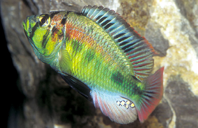 铜色朴丽鱼(Haplochromis aeneocolor)