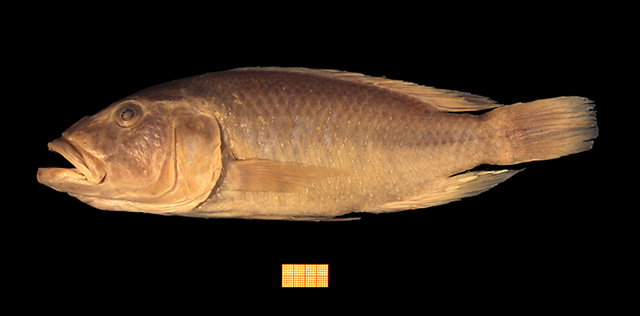 高颊朴丽鱼(Haplochromis altigenis)