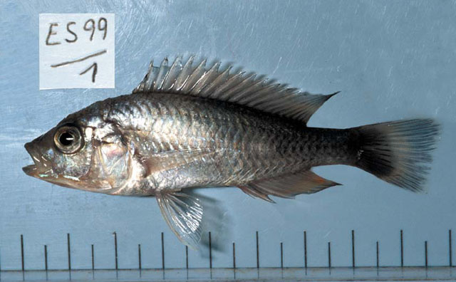 肿吻朴丽鱼(Haplochromis ampullarostratus)