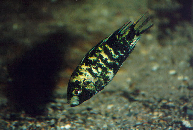 奇异朴丽鱼(Haplochromis barbarae)