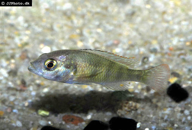 七彩朴丽鱼(Haplochromis brownae)