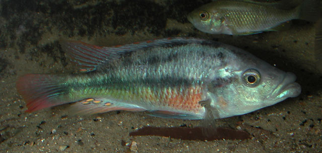 大唇朴丽鱼(Haplochromis chilotes)