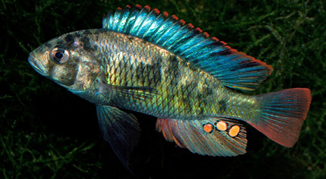 柔朴丽鱼(Haplochromis chromogynos)