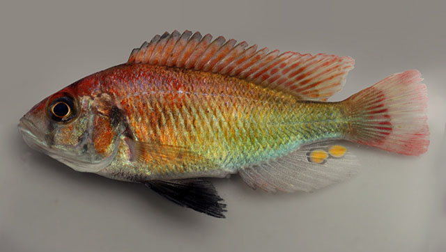腰带朴丽鱼(Haplochromis cinctus)