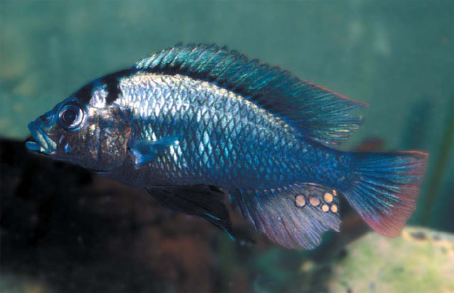 变色朴丽鱼(Haplochromis commutabilis)