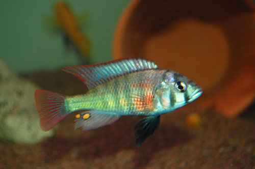德氏朴丽鱼(Haplochromis degeni)