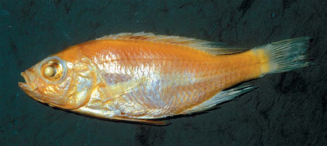 埃都氏朴丽鱼(Haplochromis eduardii)