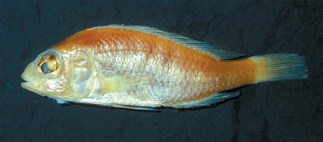 窄口朴丽鱼(Haplochromis engystoma)