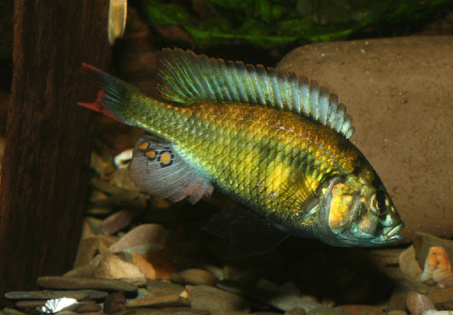 红斑朴丽鱼(Haplochromis erythromaculatus)