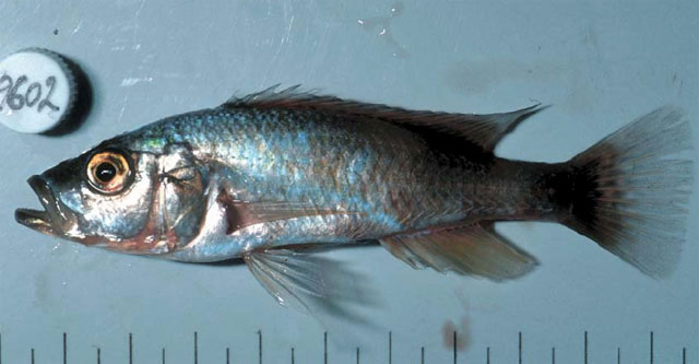 灿烂朴丽鱼(Haplochromis exspectatus)