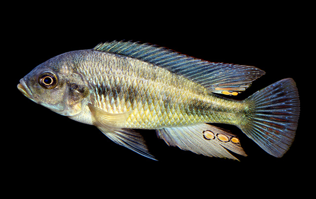 费氏朴丽鱼(Haplochromis fischeri)