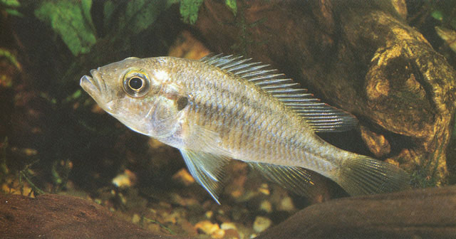 富氏朴丽鱼(Haplochromis fuelleborni)