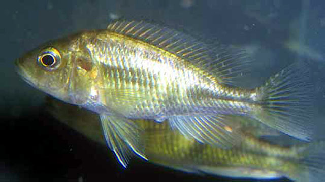 伊什氏朴丽鱼(Haplochromis ishmaeli)