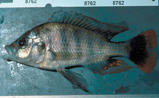 唇朴丽鱼(Haplochromis labiatus)