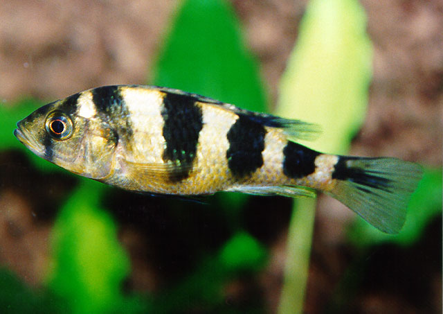 侧带朴丽鱼(Haplochromis latifasciatus)
