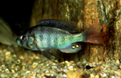 黏朴丽鱼(Haplochromis limax)