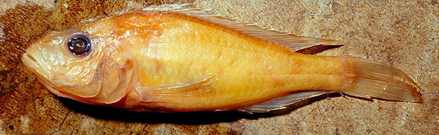 马氏朴丽鱼(Haplochromis macconneli)