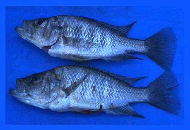 宽颌朴丽鱼(Haplochromis maxillaris)