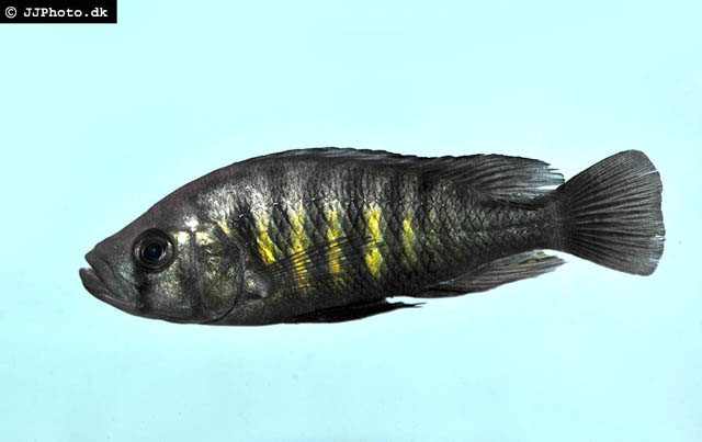 黑鳍朴丽鱼(Haplochromis melanopterus)