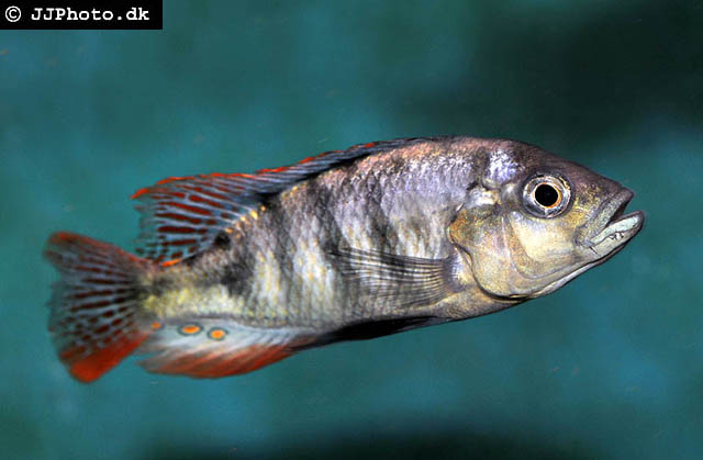 黑灰朴丽鱼(Haplochromis nigricans)
