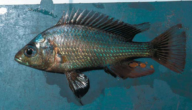 黑翼朴丽鱼(Haplochromis nigripinnis)