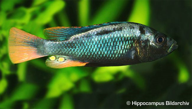 云纹朴丽鱼(Haplochromis nubilus)