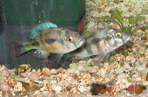 项鳞朴丽鱼(Haplochromis nuchisquamulatus)