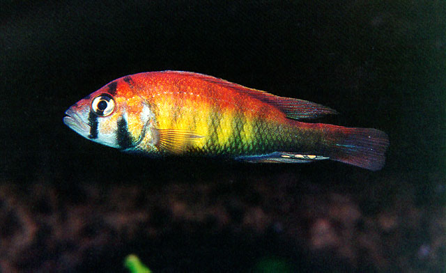 奈里朴丽鱼(Haplochromis nyererei)