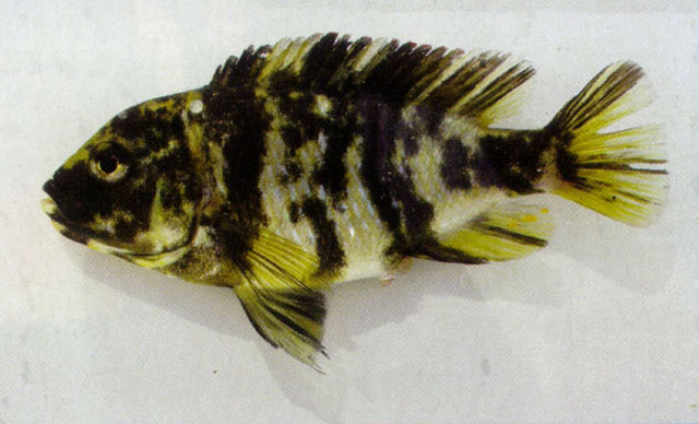 杂食朴丽鱼(Haplochromis omnicaeruleus)