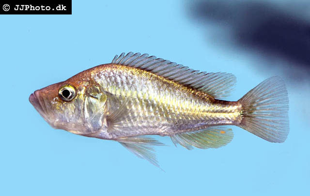 直口朴丽鱼(Haplochromis orthostoma)