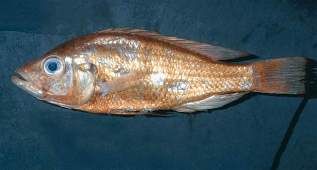 帕拉氏朴丽鱼(Haplochromis paraguiarti)