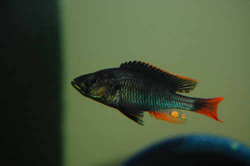 纯黑朴丽鱼(Haplochromis piceatus)