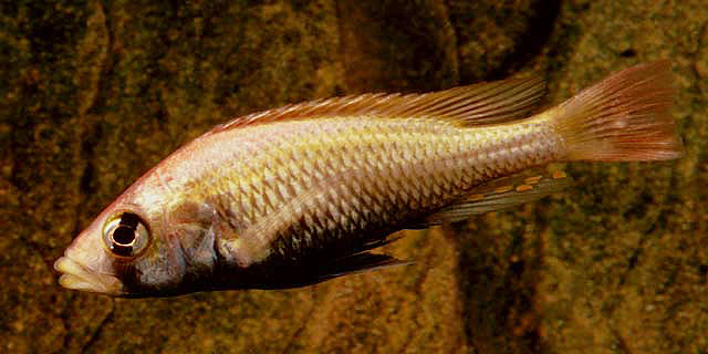 微红朴丽鱼(Haplochromis pyrrhocephalus)