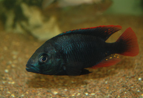 赤翼朴丽鱼(Haplochromis rubripinnis)