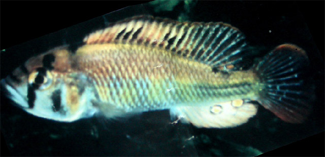 糙身朴丽鱼(Haplochromis rudolfianus)