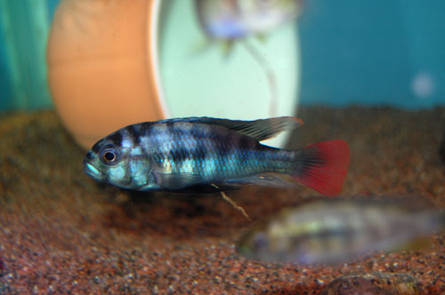 浅红尾朴丽鱼(Haplochromis rufocaudalis)