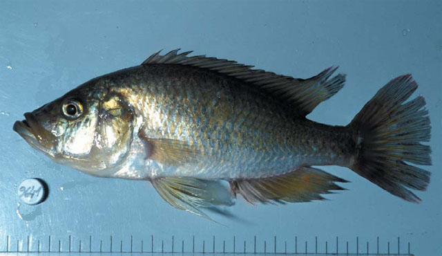 鳞鳍朴丽鱼(Haplochromis squamipinnis)