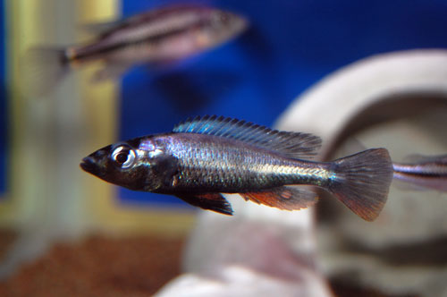 苦朴丽鱼(Haplochromis thereuterion)