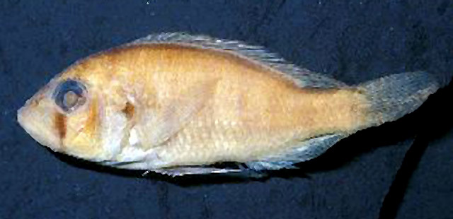 特克朴丽鱼(Haplochromis turkanae)