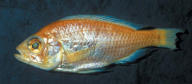 维卡朴丽鱼(Haplochromis vicarius)
