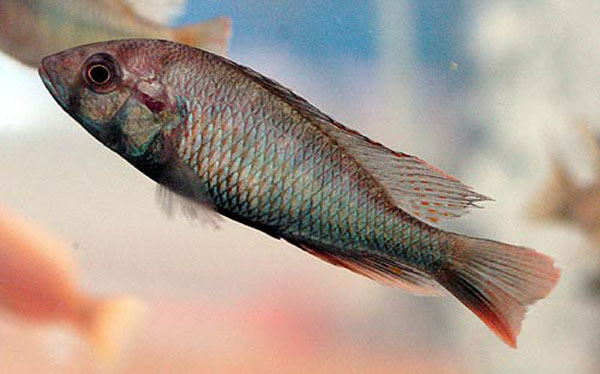 异颌朴丽鱼(Haplochromis xenognathus)
