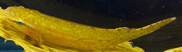 单杯喉盘鱼(Haplocylix littoreus)