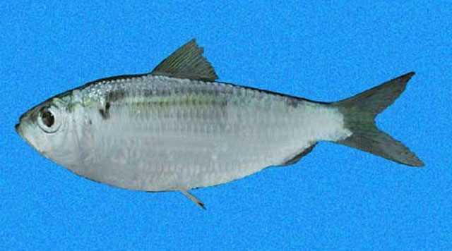 太平洋青鳞鱼(Harengula thrissina)