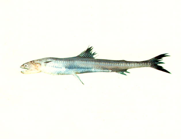 短臂龙头鱼(Harpadon microchir)