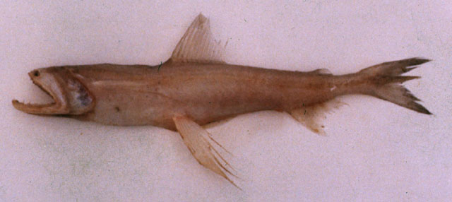 龙头鱼(Harpadon nehereus)