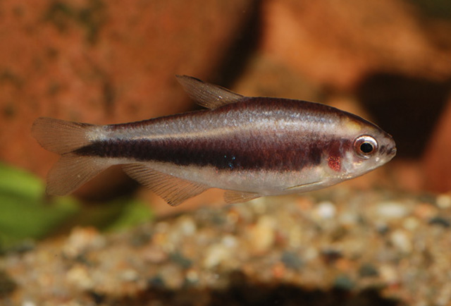 溪光尾裙鱼(Hasemania nambiquara)