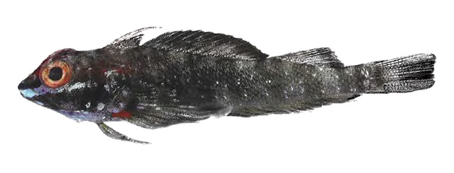 白斑弯线鳚(Helcogramma albimacula)